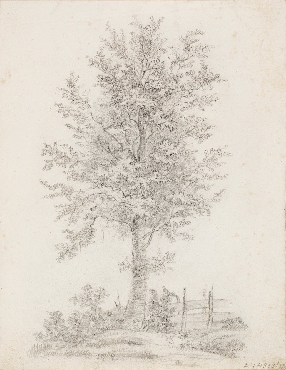 Breitblättriger Baum von Victoria Åberg