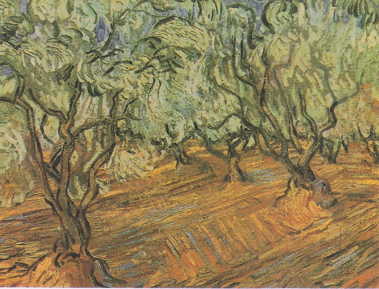 Olivenhain mit blauem Himmel von Vincent van Gogh
