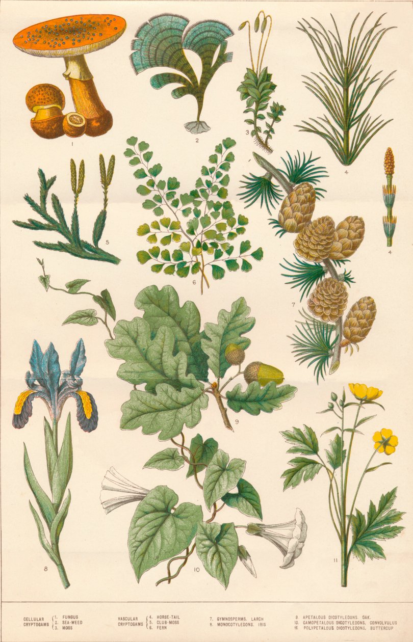 Botanische Tekening Biet