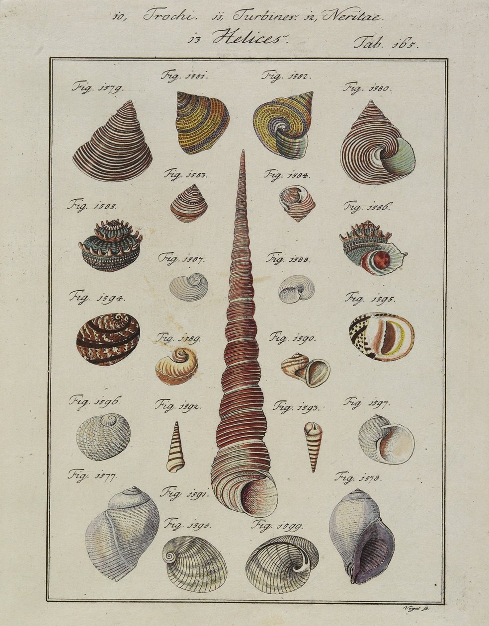 Muscheln: Trochi, Turbines, Neritae Helices, aus Neues systematisches Conchylien-Cabinet, 1784 von Vogel