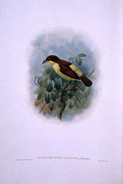 Loboparadisea serica, Wasserbilled Vogel des Paradieses (Farblithographie) von W. and Keulemans J.G. Hart
