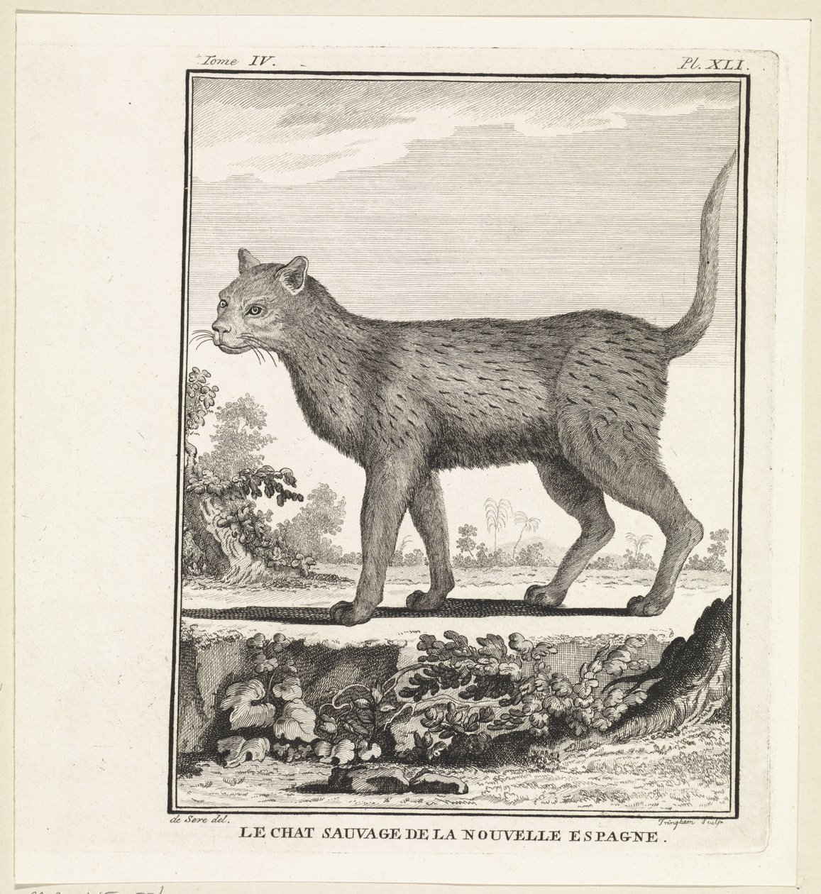 Wilde Katze von W. Tringham
