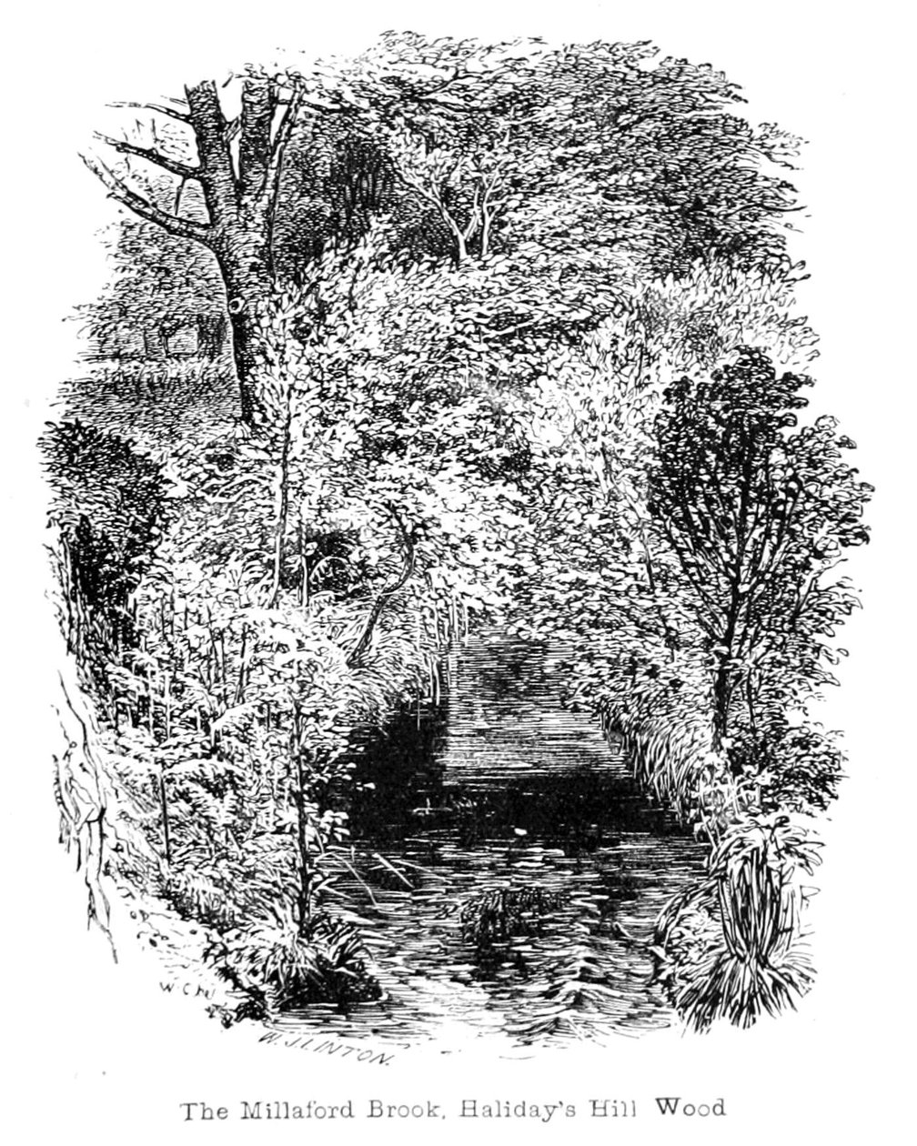 Der Millaford Brook, Halidays Hill Wood von Walter Crane