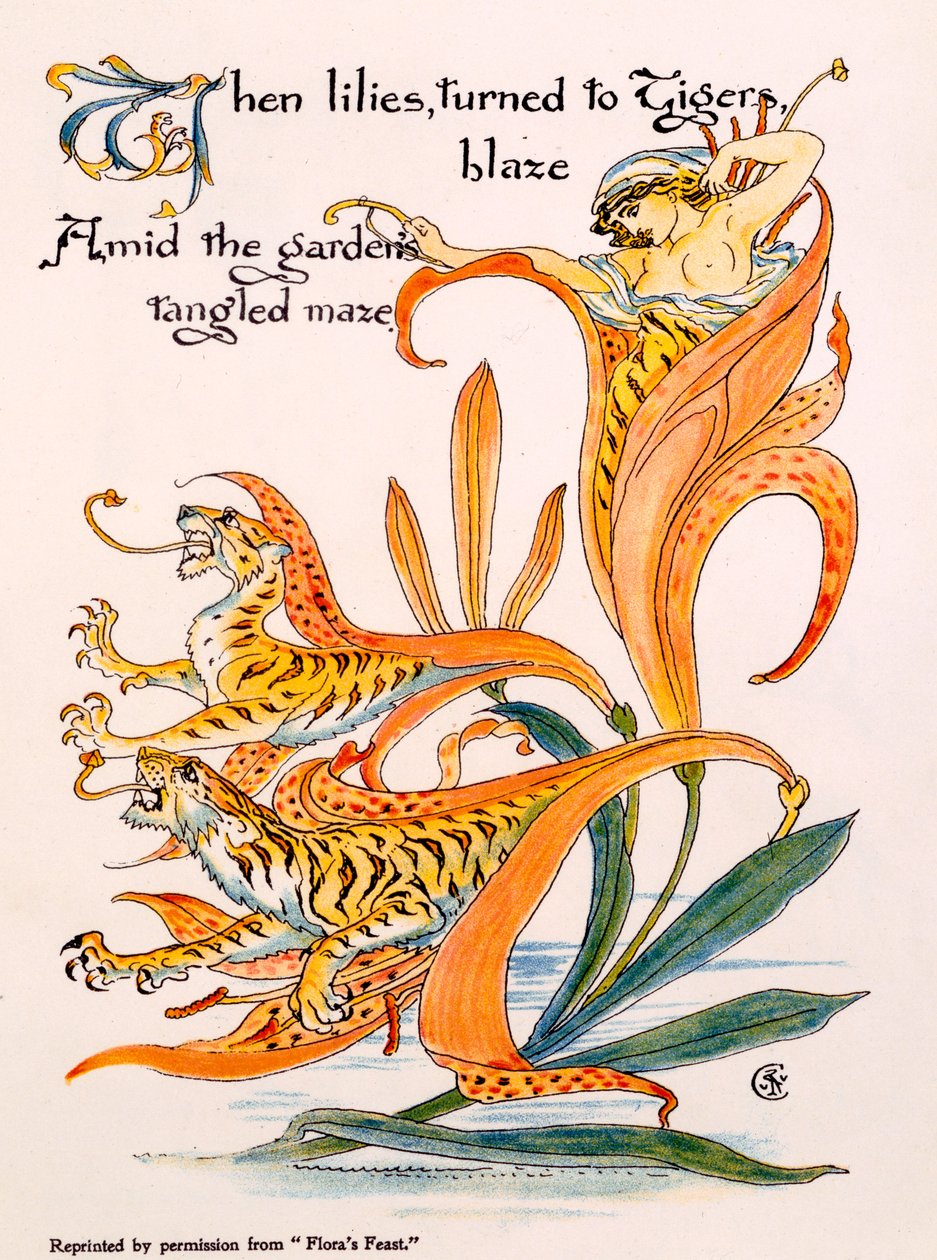 Tigerlilien, Illustration aus 