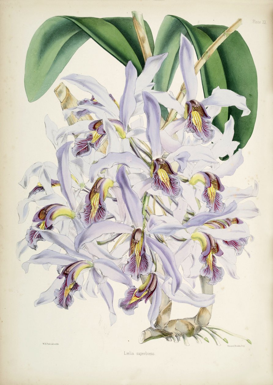 Illustration von Schomburgkia superbiens (Orig. Laelia superbiens) von Walter Hood Fitch