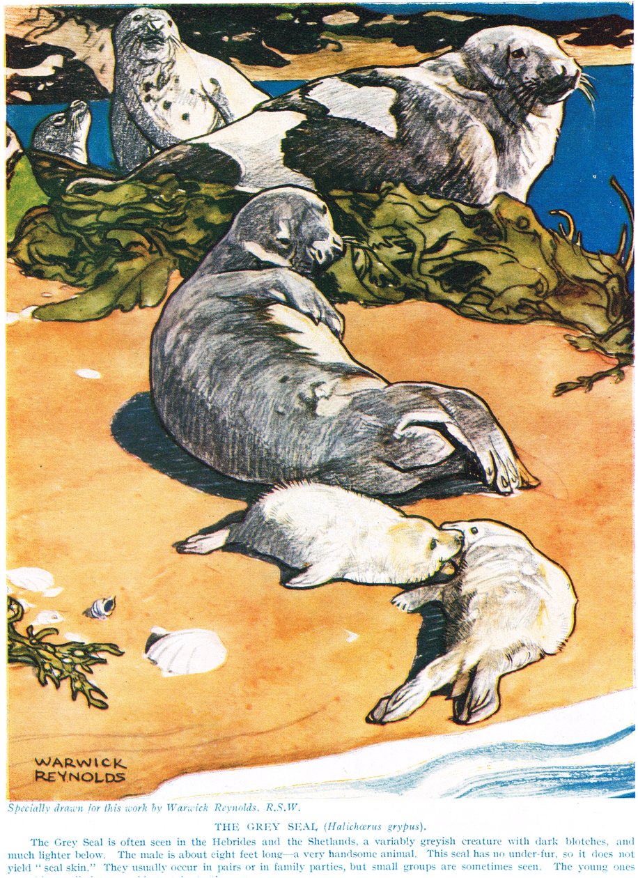 Die graue Robbe, Illustration aus 