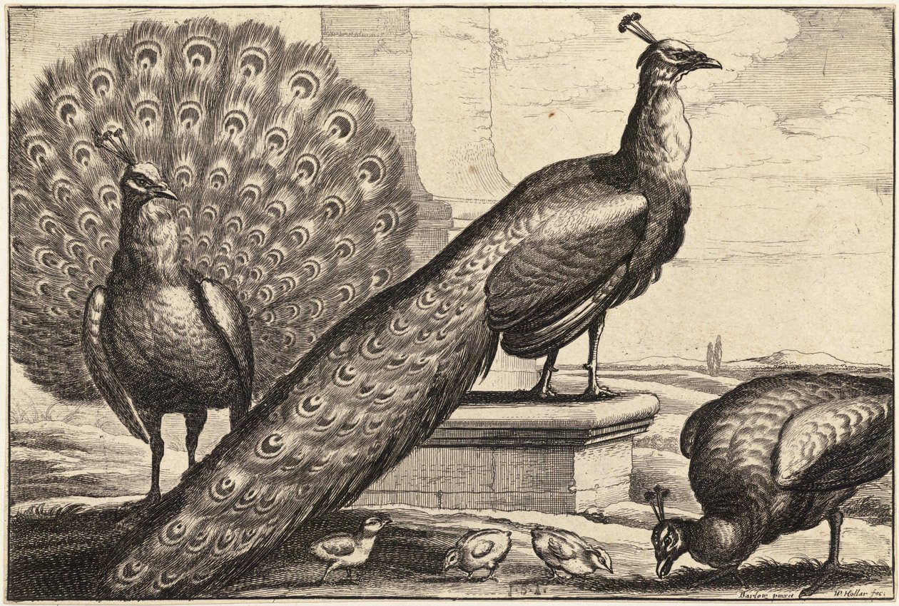 Drei Pfauen von Wenceslaus Hollar