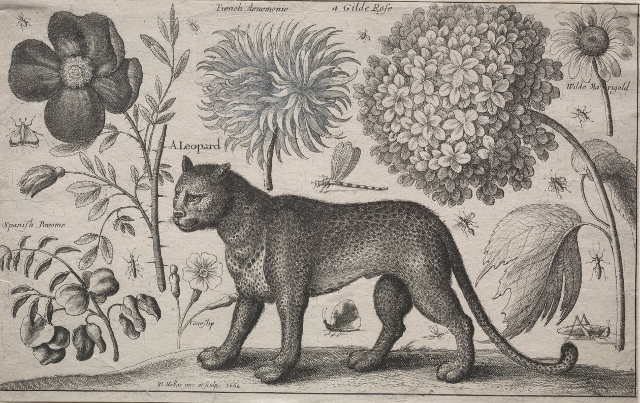 Tiere und Pflanzen: Leopard mit Pflanzen und Insekten von Wenceslaus Hollar
