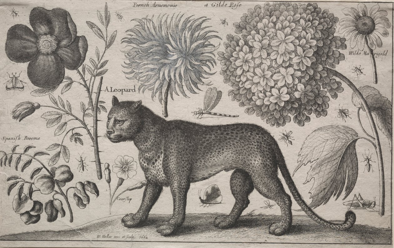 Tiere und Pflanzen: Leopard mit Pflanzen und Insekten, 1662 von Wenceslaus Hollar