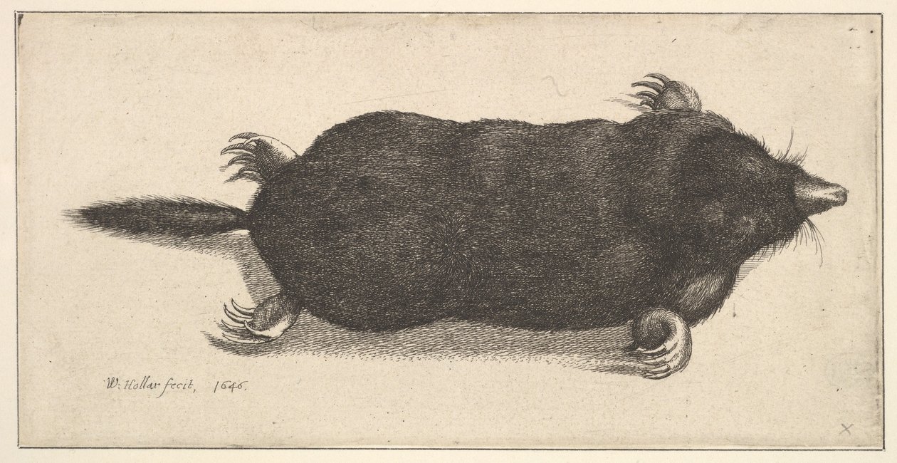Toter Maulwurf, 1646 von Wenceslaus Hollar