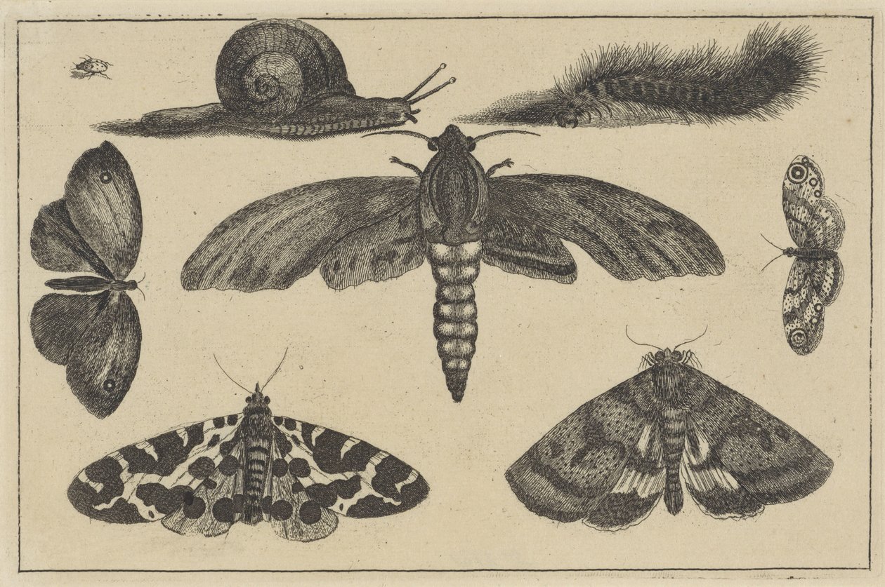 Drei Motten, Schmetterlinge, Käfer, Schnecke und Raupe (Verschiedene Insekten) von Wenceslaus Hollar