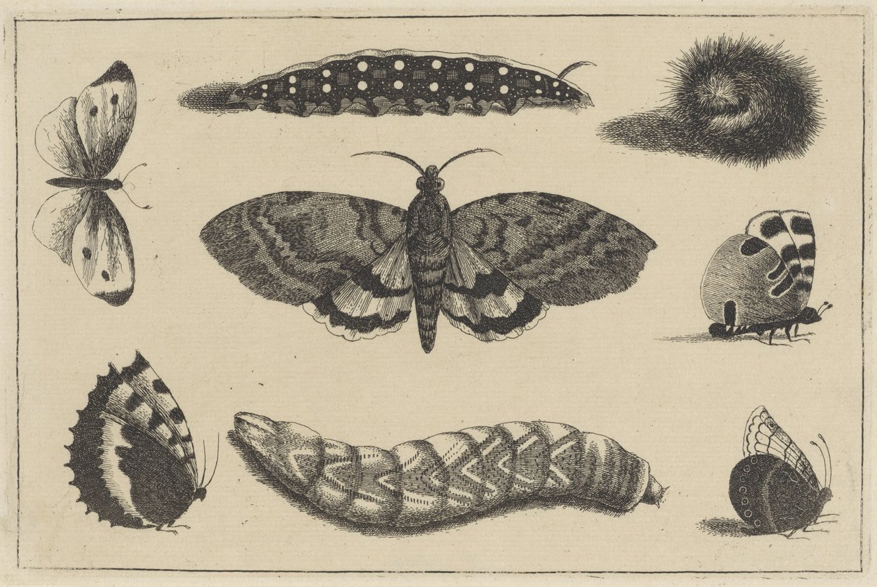 Drei Raupen, eine Motte und vier Schmetterlinge von Wenceslaus Hollar