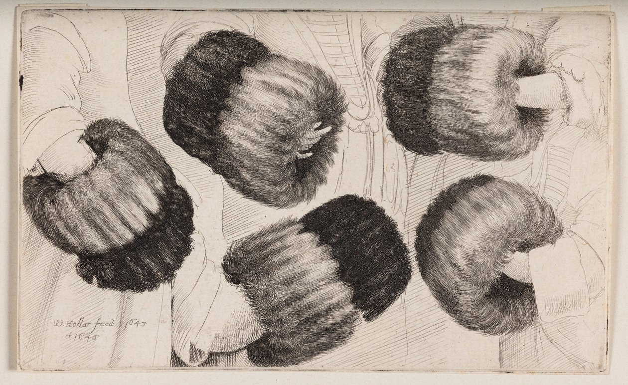 Ein Muff auf fünf verschiedene Arten gesehen von Wenceslaus Hollar