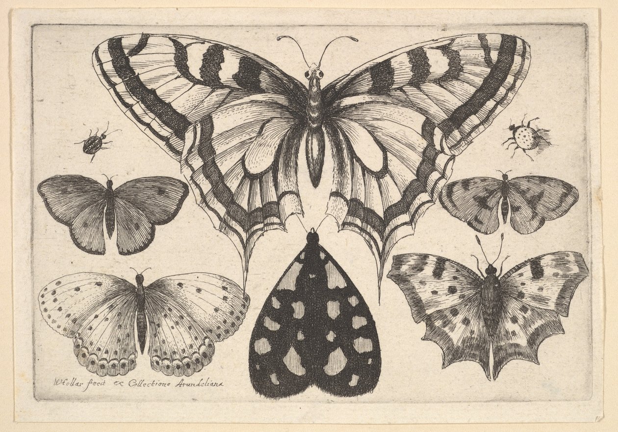 Fünf Schmetterlinge, eine Motte und zwei Käfer, 1646 von Wenceslaus Hollar