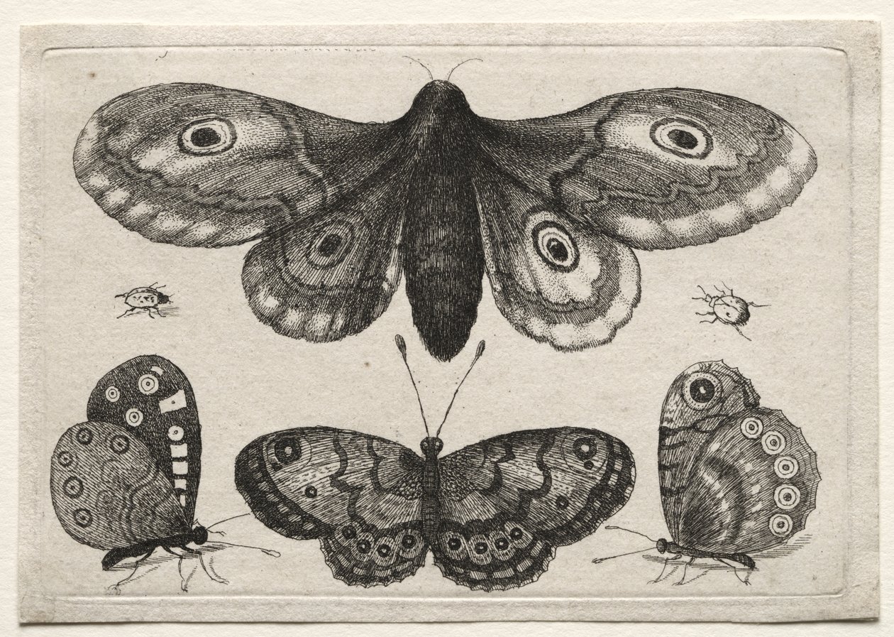 Muscarum Scarabeorum, vermiumque Variae Figure & Formae: Eine Motte, drei Schmetterlinge und zwei Käfer von Wenceslaus Hollar