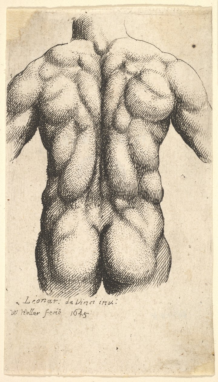 Nackter männlicher Torso von hinten gesehen, 1645 von Wenceslaus Hollar