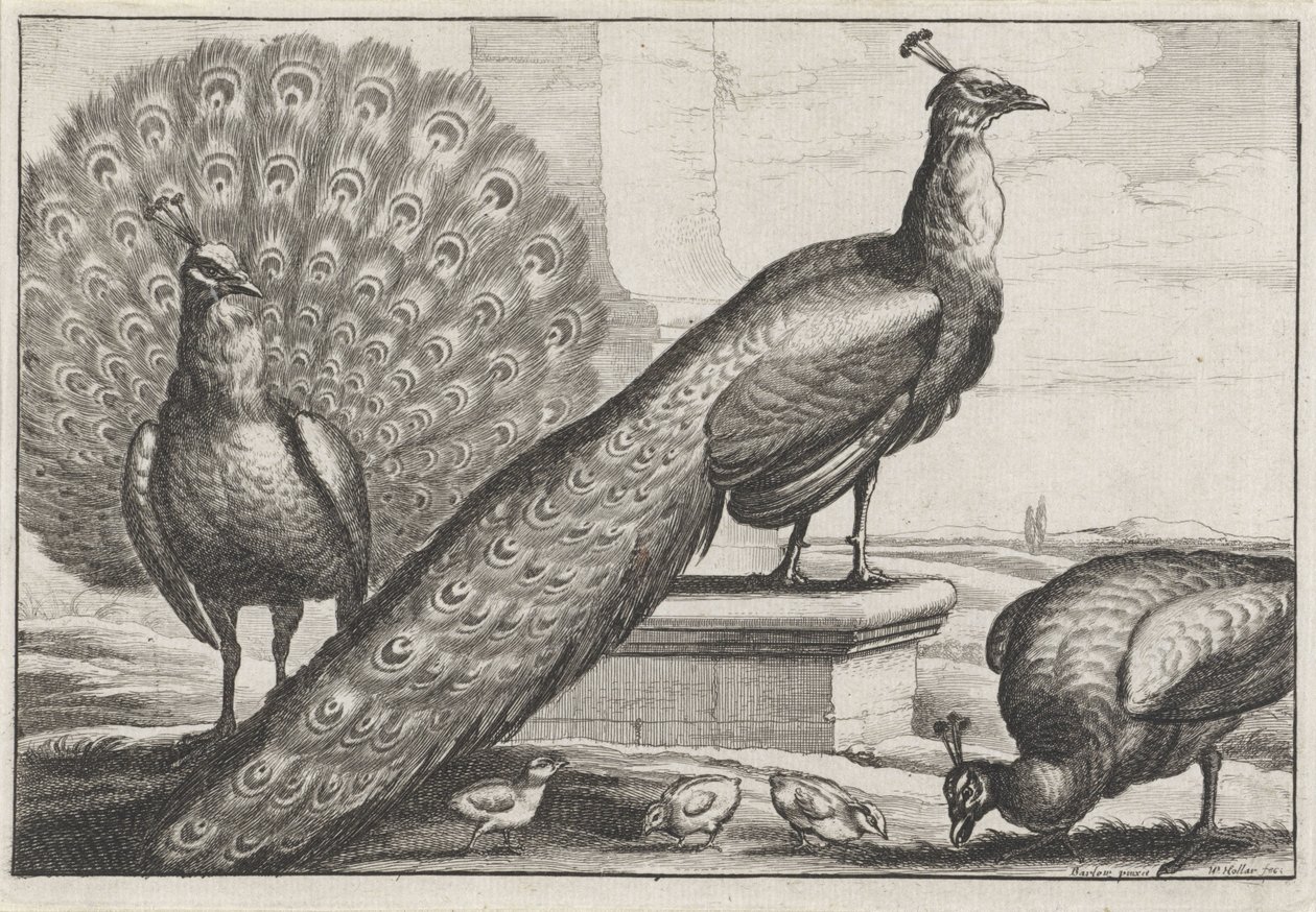 Pfauen (Verschiedene Vogelarten) von Wenceslaus Hollar