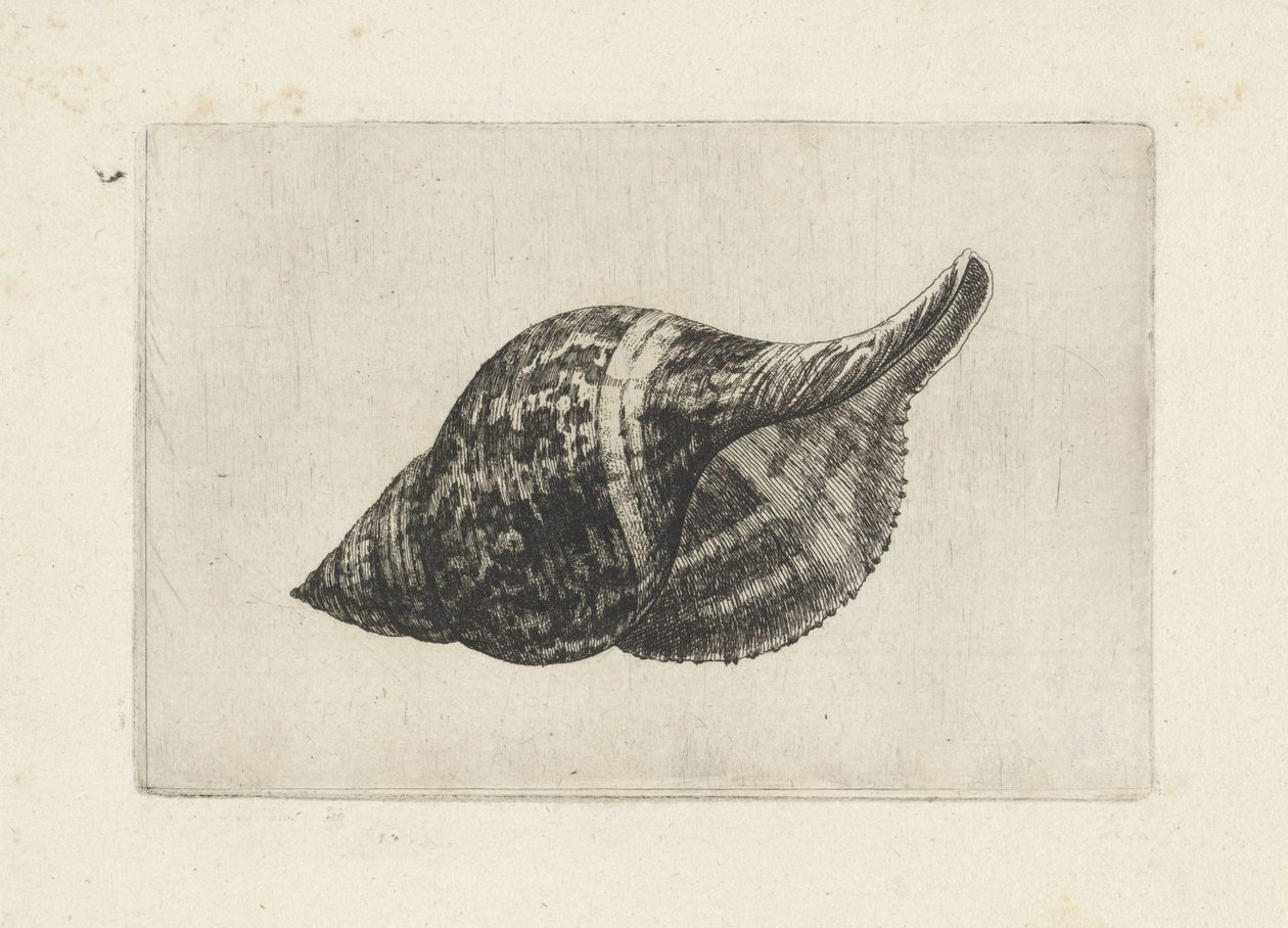 Schnecke, Fasciolaria Tulipa von Wenceslaus Hollar