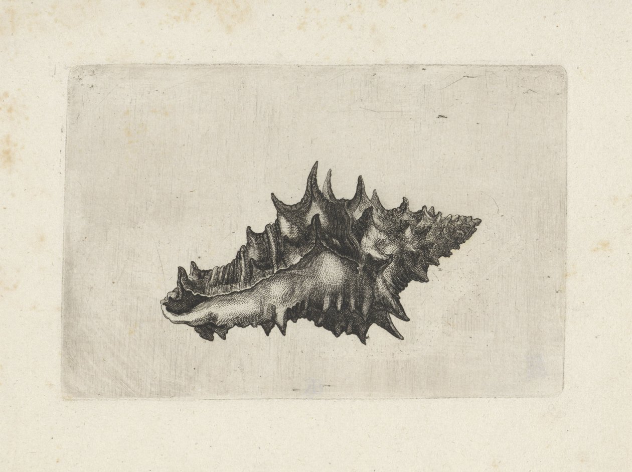 Schnecke, vasum ceramicum von Wenceslaus Hollar