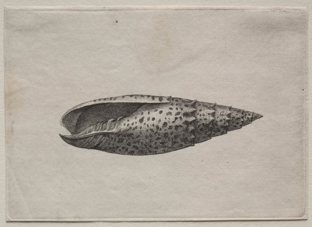 Schalen: Mitra papalis L, ca. 1640er von Wenceslaus Hollar