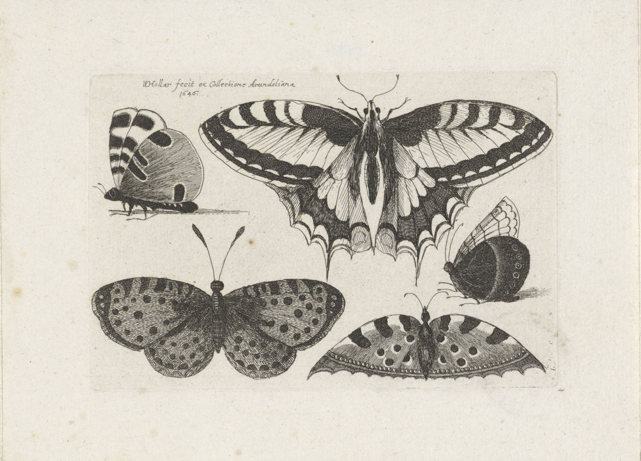 Fünf Schmetterlinge, Insekten (Serientitel) von Wenceslaus Hollar