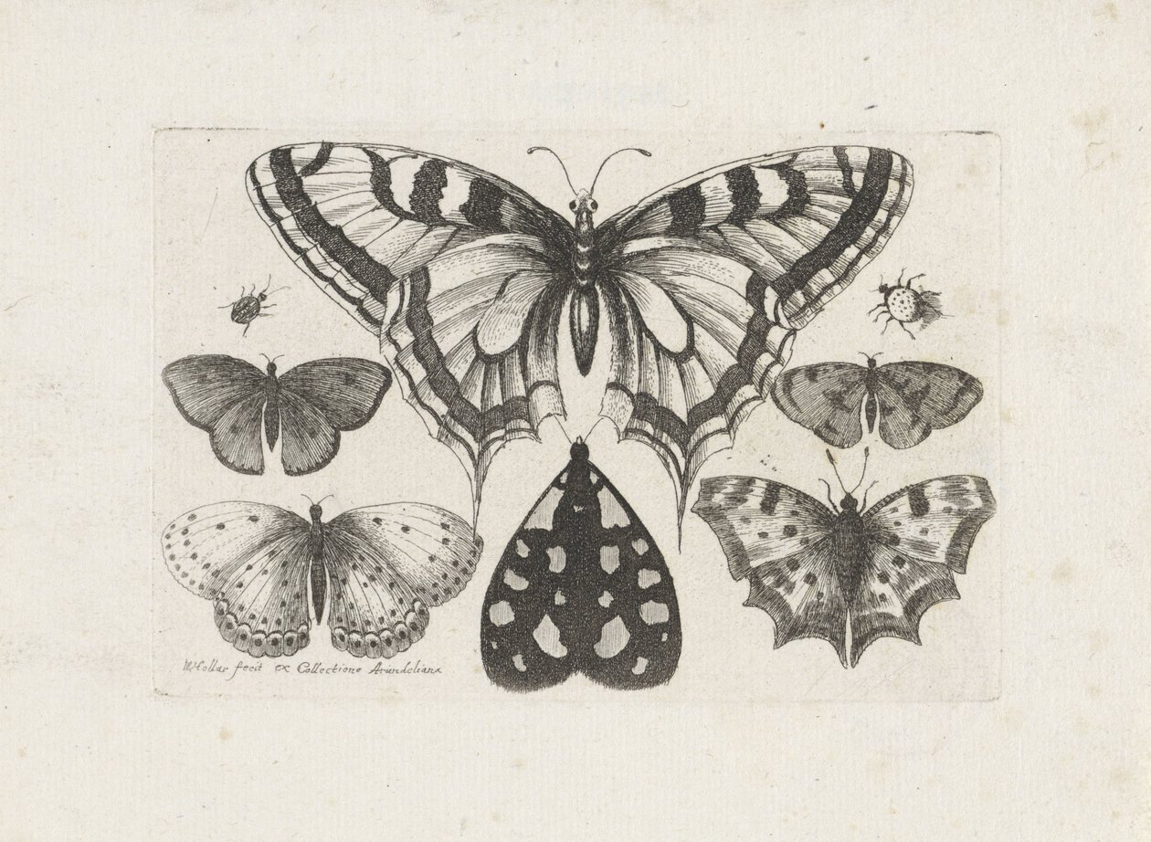 Schmetterlinge, Käfer und eine Motte von Wenceslaus Hollar
