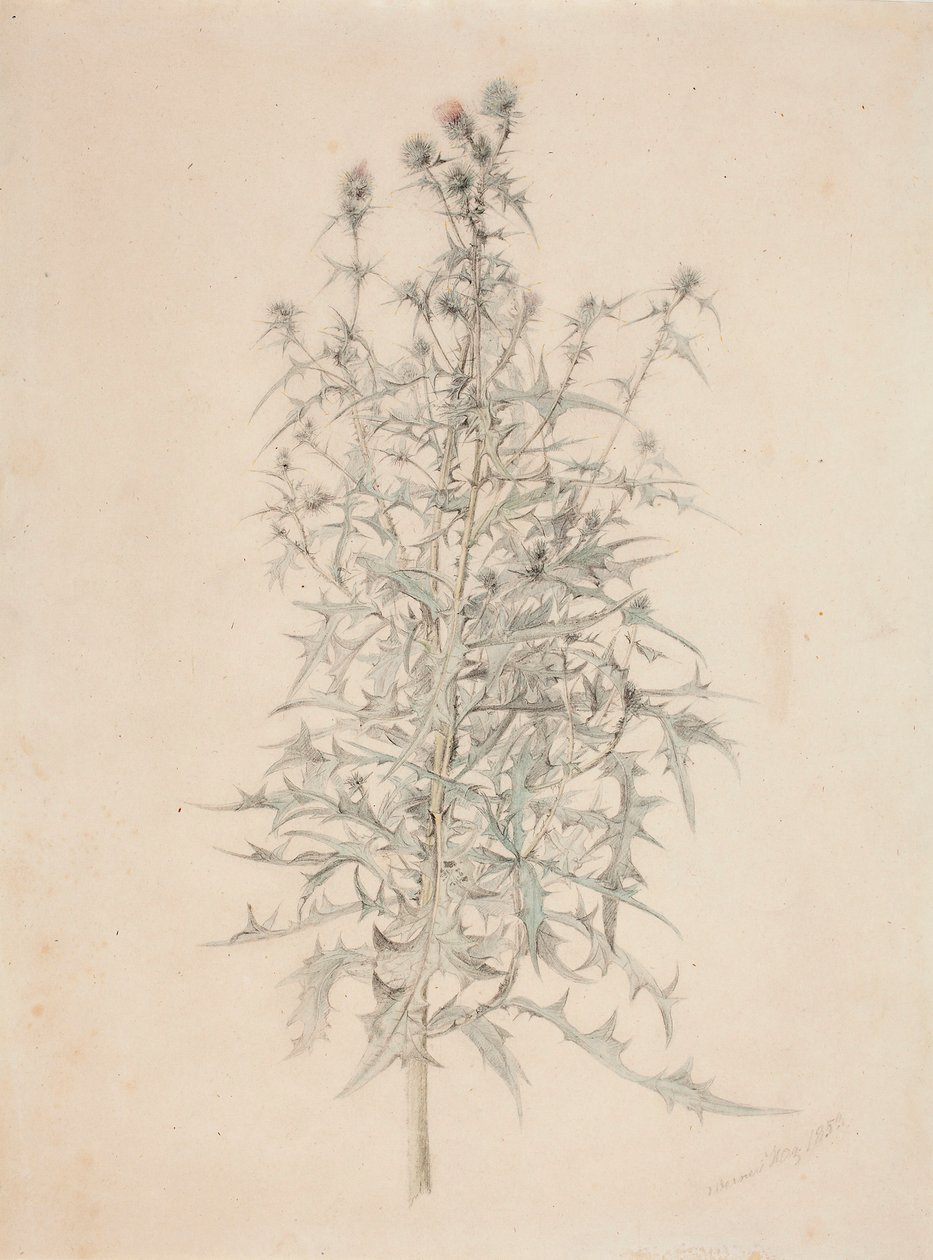 Distel von Werner Holmberg