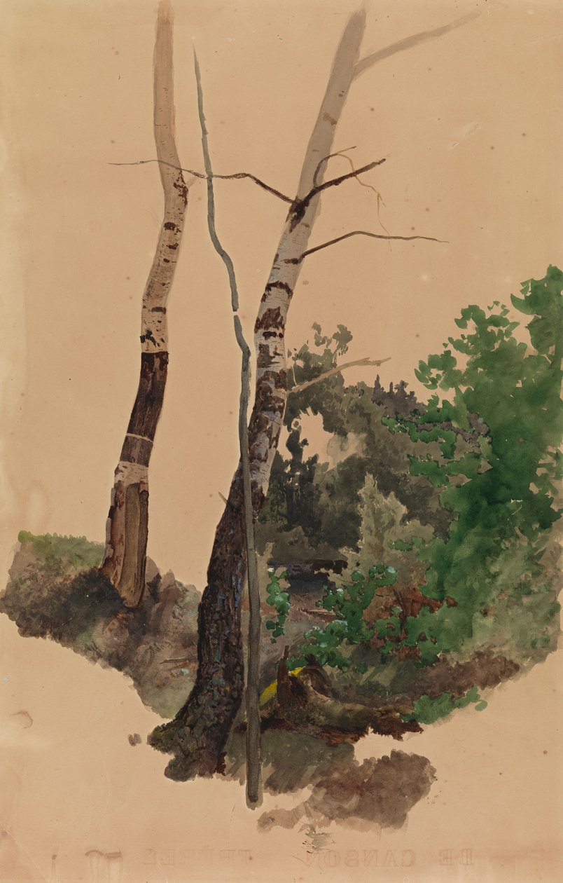 Zwei nackte Birkenstämme und Sträucher von Werner Holmberg