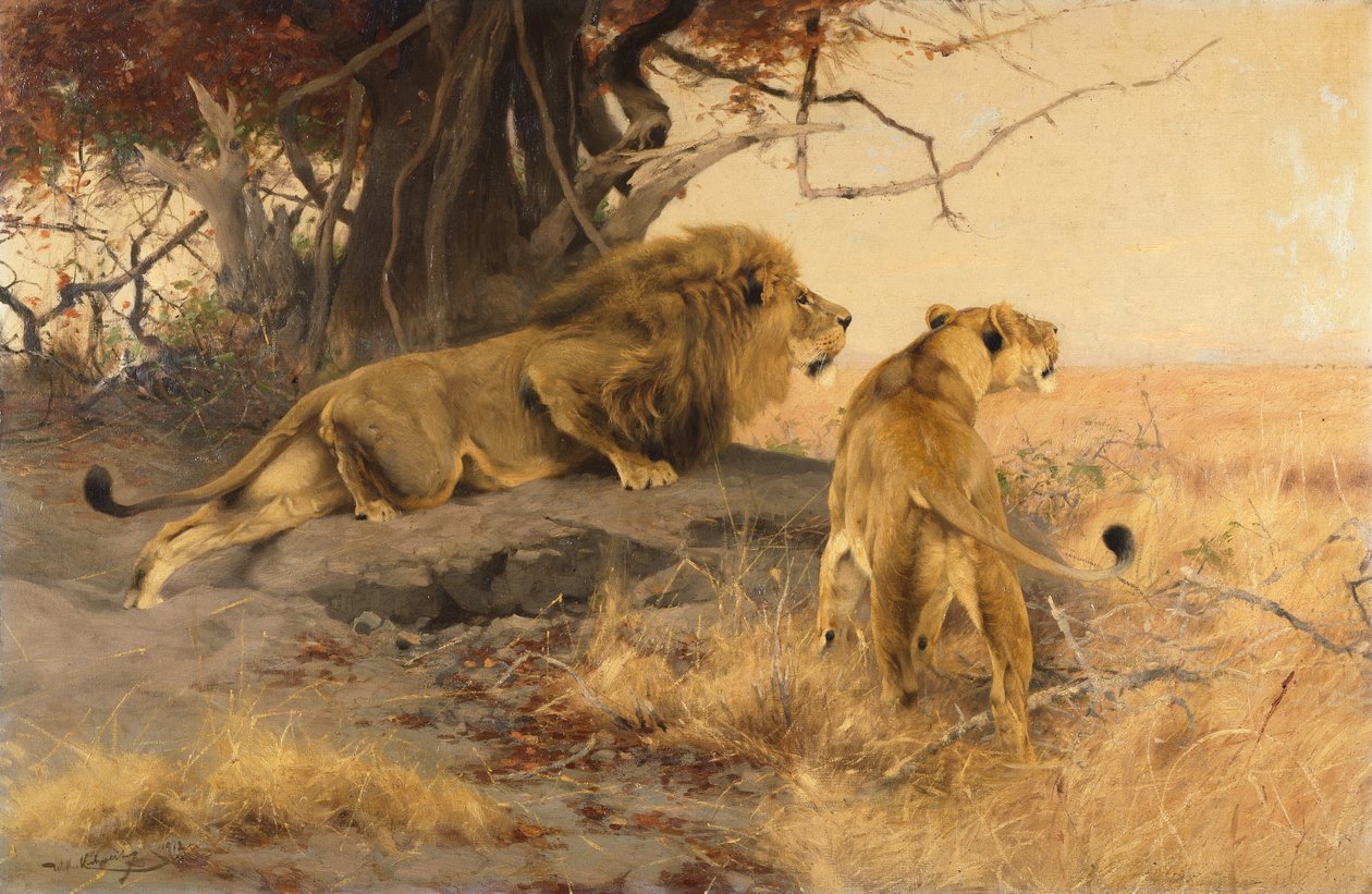 Ein Löwe und eine Löwin in der Savanne von Wilhelm Kuhnert