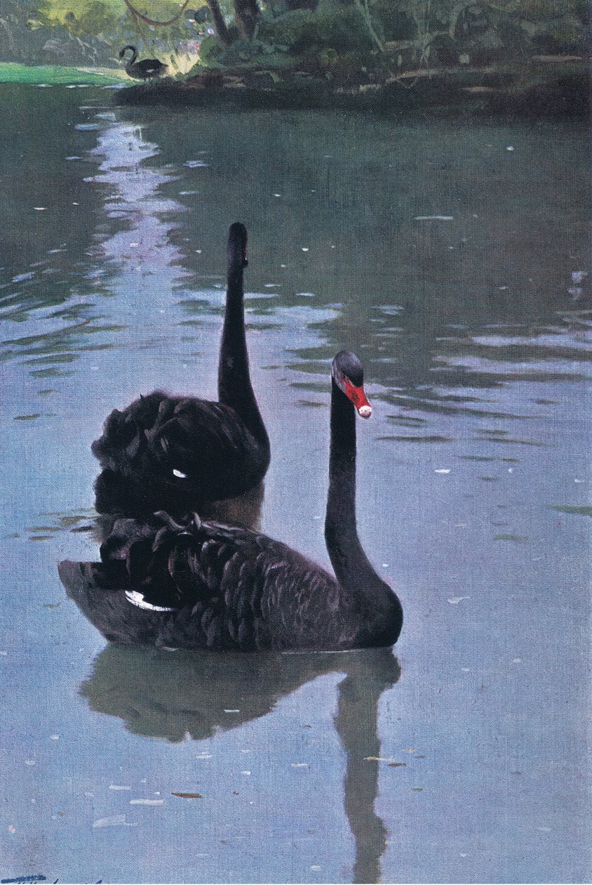 Schwarzer Schwan, Illustration aus Wildlife of the World, ca. 1910 von Wilhelm Kuhnert