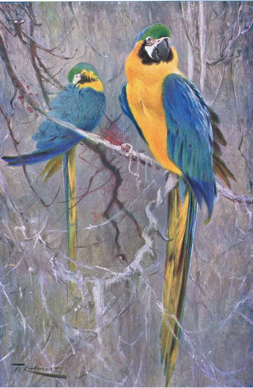 Blau-Gelber Ara, aus Die Tierwelt der Welt, veröffentlicht von Frederick Warne & Co, ca. 1900 von Wilhelm Kuhnert