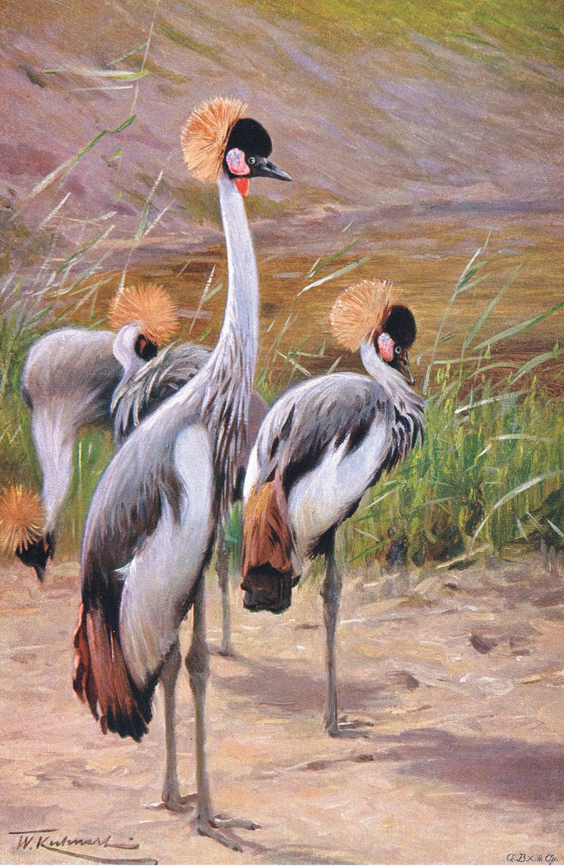 Kronenkranich, Illustration aus Wildlife of the World, ca. 1910 von Wilhelm Kuhnert
