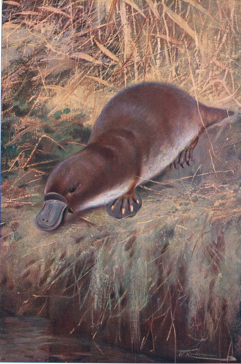 Schnabeltier, Illustration aus Wildlife of the World, ca. 1910 von Wilhelm Kuhnert