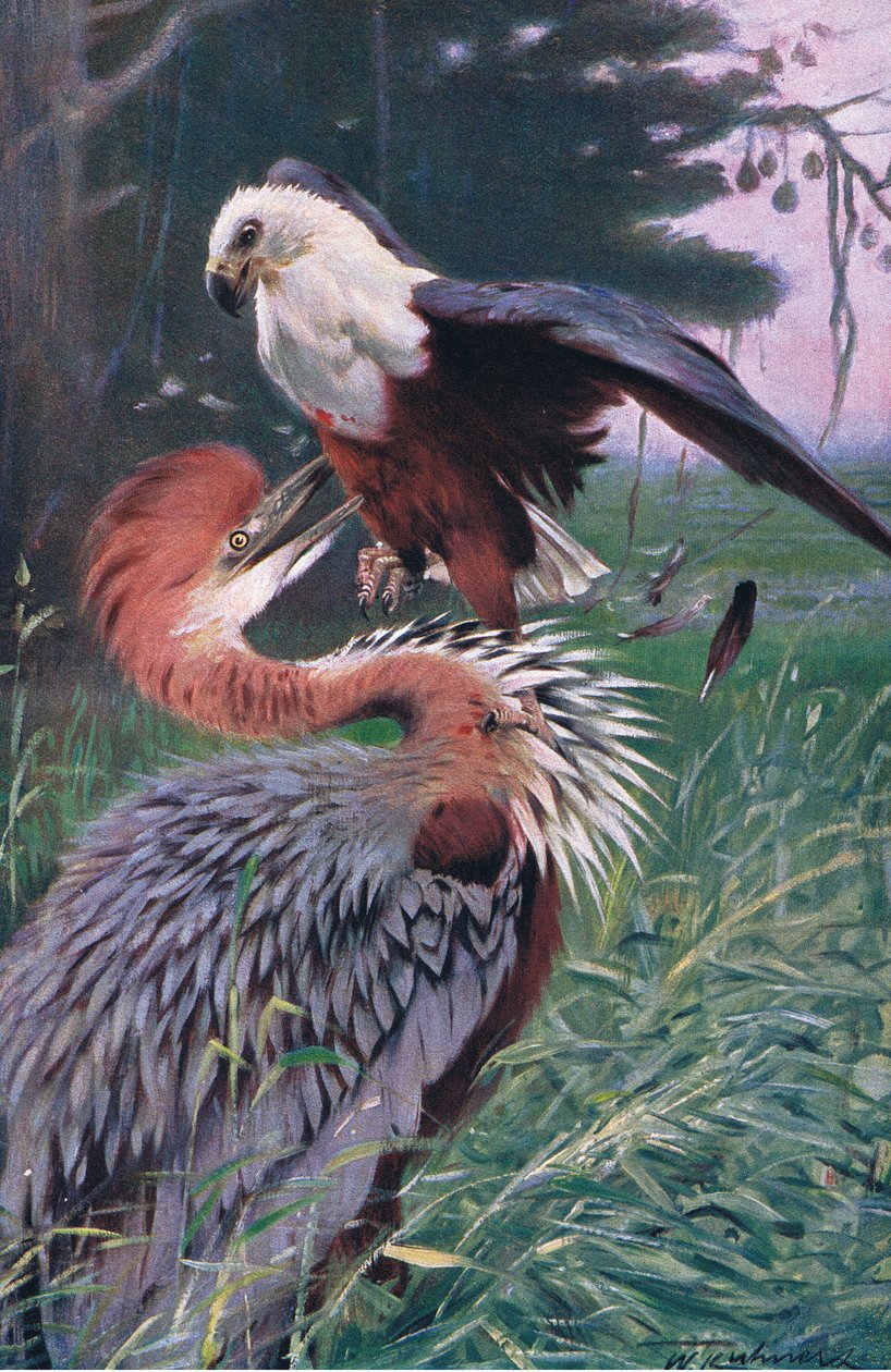 Riesenreiher und Seeadler, Illustration aus Wildlife of the World, ca. 1910 von Wilhelm Kuhnert