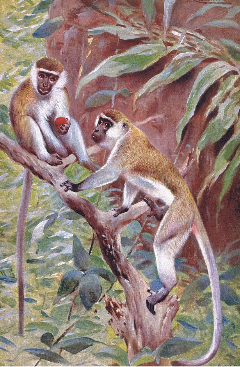 Grüner Meerkatze, Illustration aus Wildlife of the World, ca. 1910 von Wilhelm Kuhnert