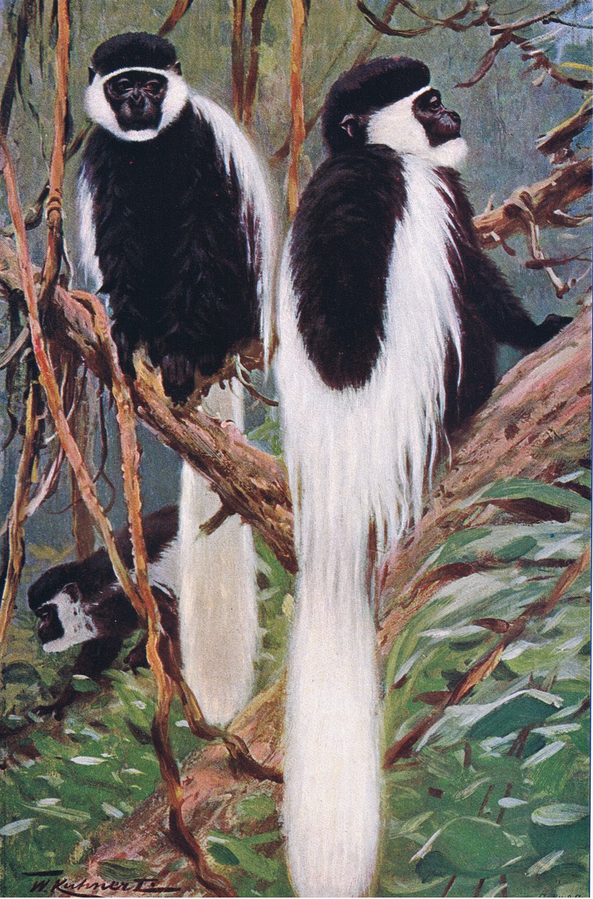Guereza, Illustration aus Wildlife of the World, ca. 1910 von Wilhelm Kuhnert