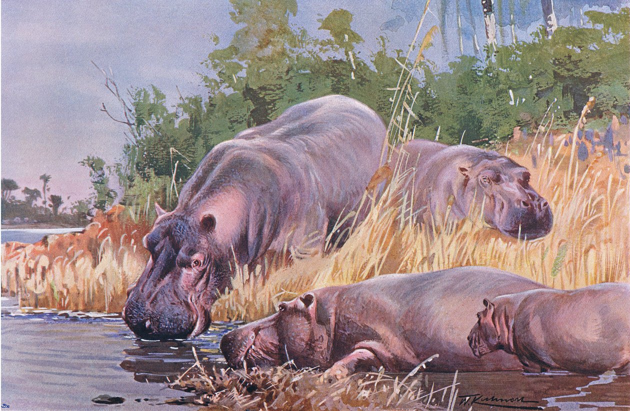 Nilpferd, Illustration aus Wildlife of the World, ca. 1910 von Wilhelm Kuhnert