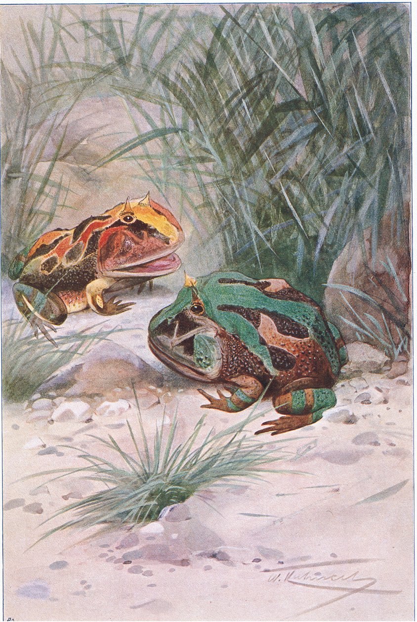 Hornfrosch, aus Die Tierwelt der Welt, veröffentlicht von Frederick Warne & Co, ca. 1900 von Wilhelm Kuhnert
