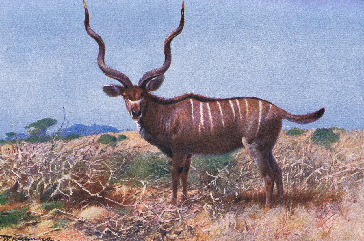 Kudu, Illustration aus Wildlife of the World, ca. 1910 von Wilhelm Kuhnert