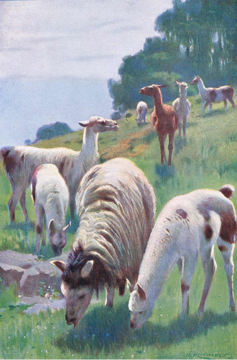 Lama, aus Die Tierwelt der Welt, veröffentlicht von Frederick Warne & Co, ca. 1900 von Wilhelm Kuhnert