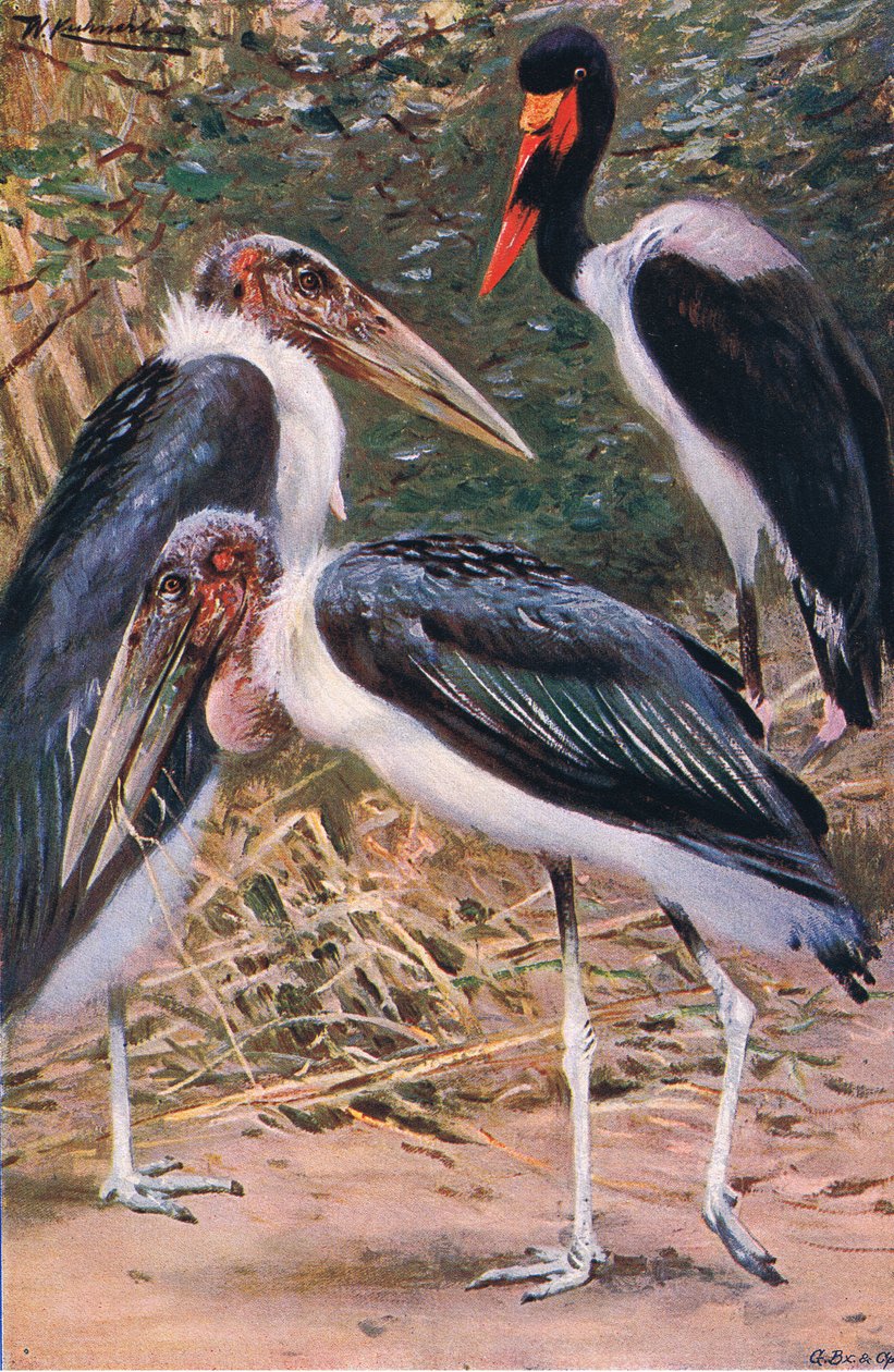 Marabu und Jabiru, Illustration aus Wildlife of the World, ca. 1910 von Wilhelm Kuhnert