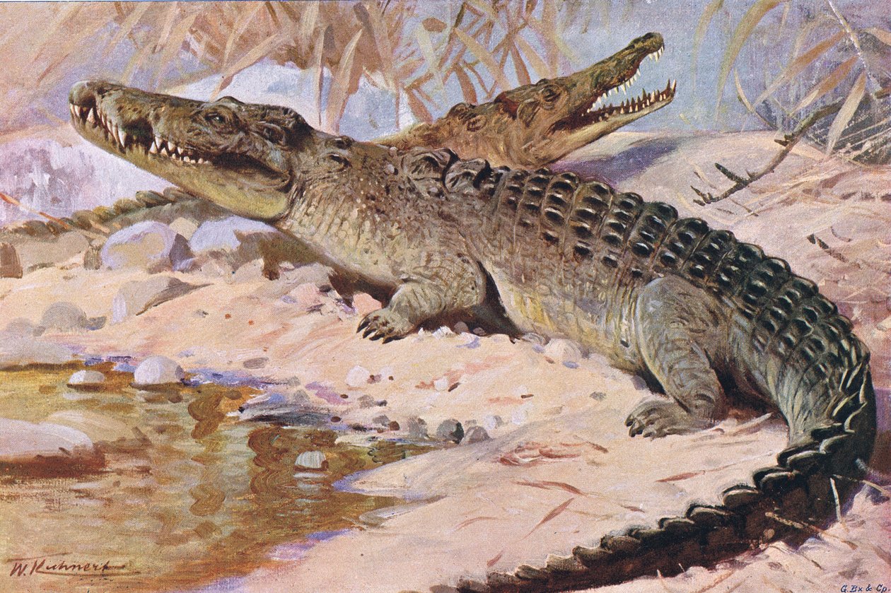 Nilkrokodil, Illustration aus Wildlife of the World, ca. 1910 von Wilhelm Kuhnert