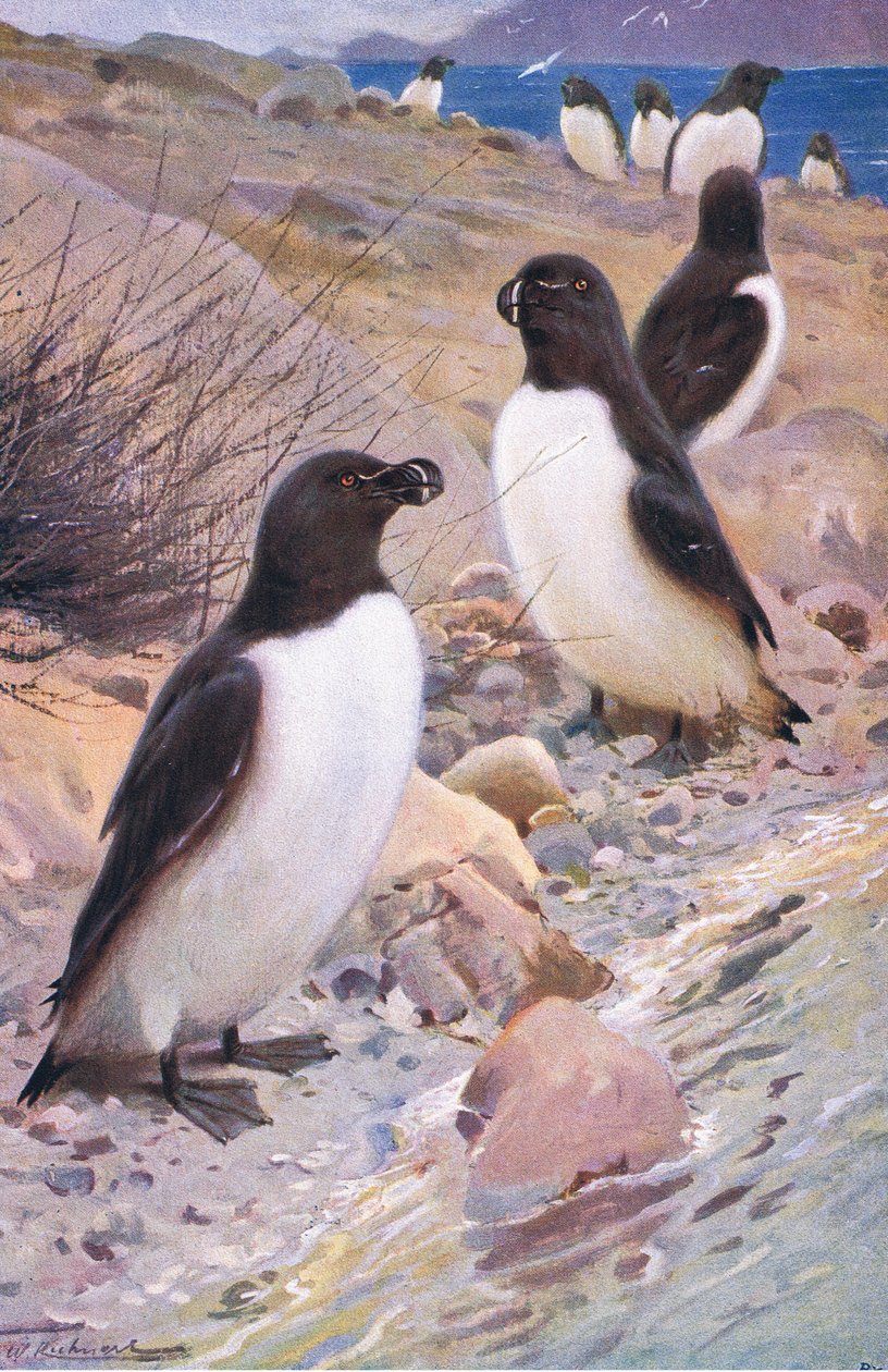 Tordalk, aus Die Tierwelt der Welt, veröffentlicht von Frederick Warne & Co, ca. 1900 von Wilhelm Kuhnert