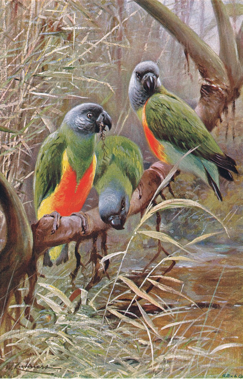 Senegalpapagei, Illustration aus Wildlife of the World, ca. 1910 von Wilhelm Kuhnert