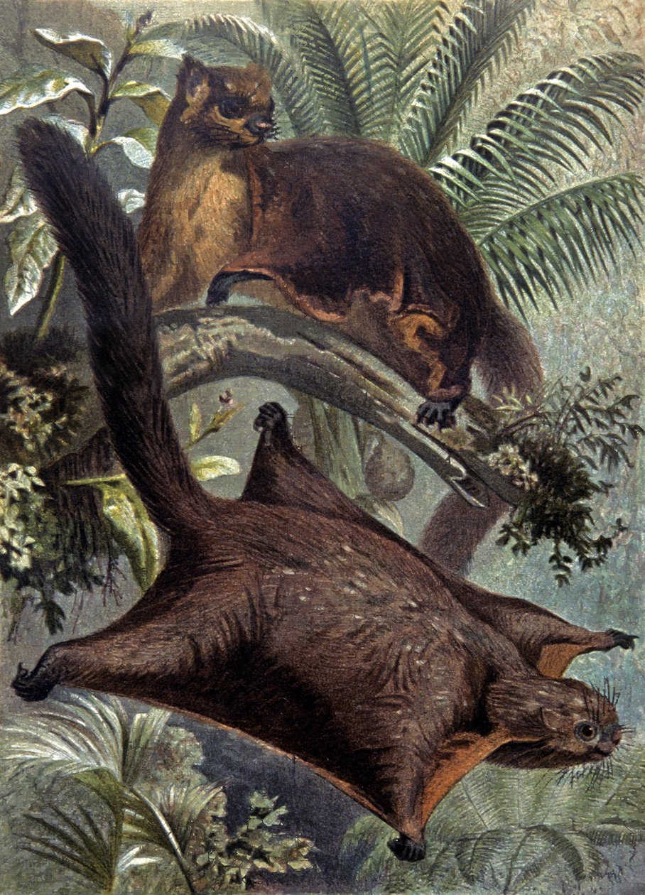 Taguans, Flughörnchen von Wilhelm Kuhnert