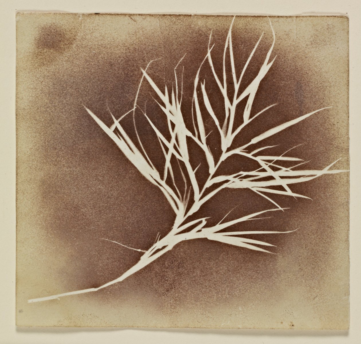 Fotogene Zeichnung einer Pflanze von William Henry Fox Talbot