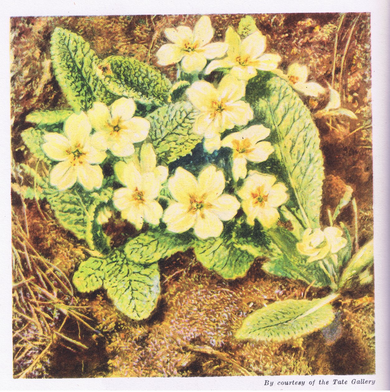 Primeln, Natur in Großbritannien, veröffentlicht von Collins, 1946 von William Henry Hunt