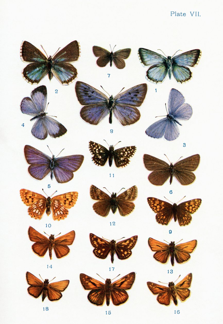 Verschiedene Arten von Schmetterlingen, Illustration aus dem Buch Schmetterlinge, Motten und andere Insekten und Kreaturen des Landlebens, veröffentlicht 1927 von William Samuel Furneaux