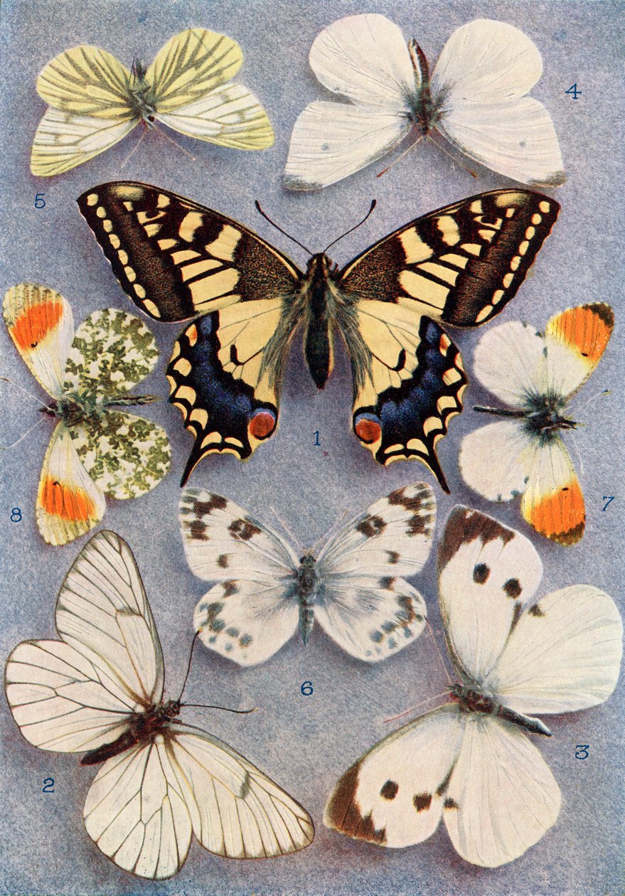 Verschiedene Arten von Schmetterlingen, Illustration aus dem Buch Schmetterlinge, Motten und andere Insekten und Kreaturen des Landlebens, veröffentlicht 1927 von William Samuel Furneaux