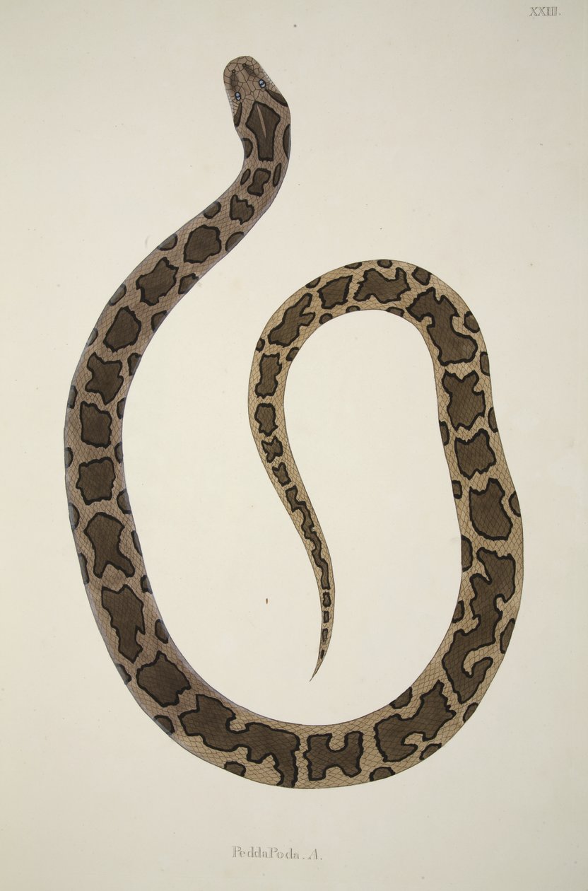 Pedda Poda. A., aus einem Bericht über indische Schlangen, gesammelt an der Küste von Coromandel, veröffentlicht 1796 von William Skelton